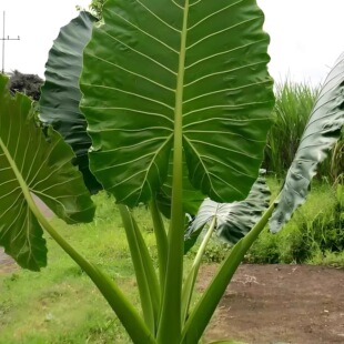 种网红绿植大叶大野芋净化空气常绿造景旺宅好养盆栽 霸王芋四季