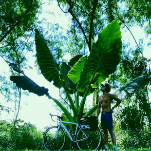 种网红绿植大叶大野芋净化空气常绿造景旺宅好养盆栽 霸王芋四季