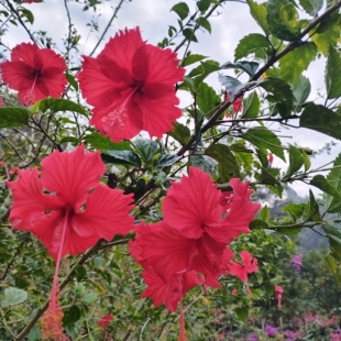大红花朱槿花盆栽大红花阳台植物庭院木槿花四季花卉单瓣绿植