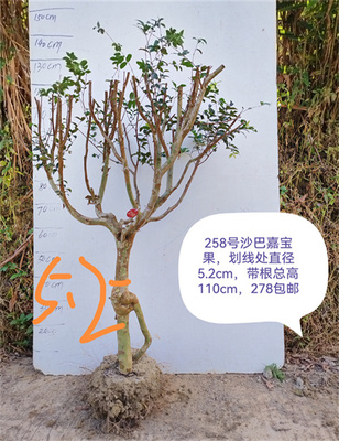沙巴嘉宝果树盆栽盆景沙巴嘉宝果风景树盆庭院绿植不落叶