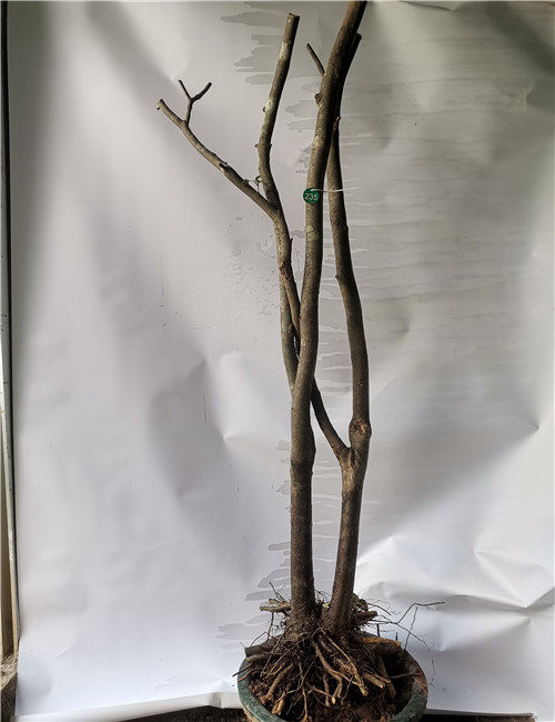 栀子花黄果栀子花盆栽盆景水横枝栀子花