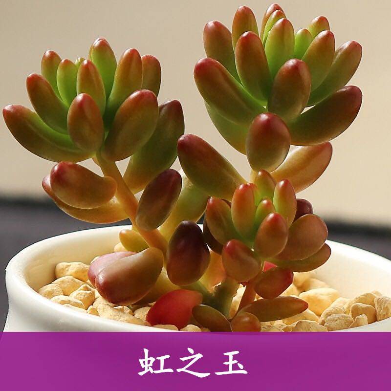 虹之玉锦 多肉植物 组合盆防辐射小绿植花卉办公室阳窗景天萌老桩