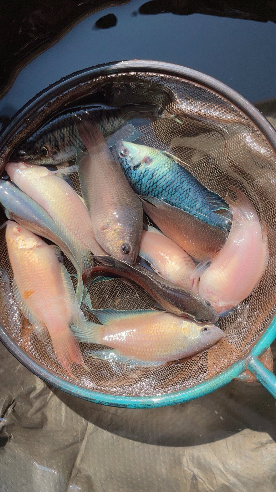 白兔白化红火白化蓝叉红火蓝火蛇血普白化澳火澳红澳蓝蛇血蓝母鱼