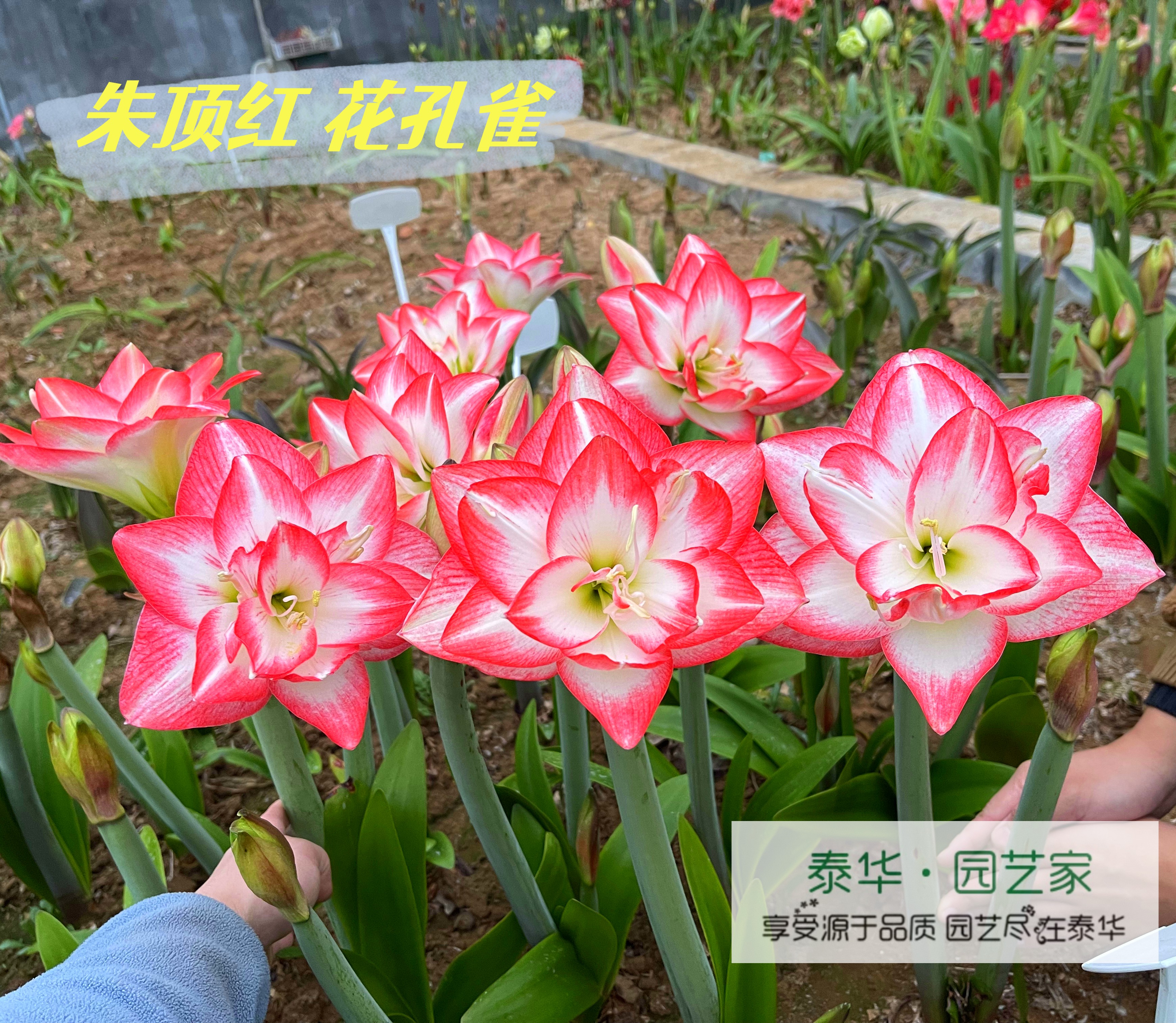 秘鲁朱顶红种球花孔雀非常仙儿