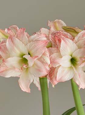 【新到现货】荷兰进口洋朱顶红种球Aphrodite 蝴蝶/爱神 特大花