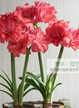 【新到现货】荷兰进口洋朱顶红种球糖果仙女candy nymph颜色好看