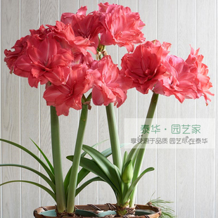 【新到现货】荷兰进口洋朱顶红种球糖果仙女candy nymph颜色好看