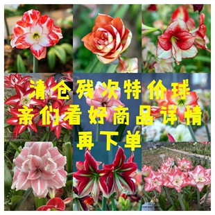 【现货】荷兰南非进口洋朱顶红种球清仓特价尾货处理残次球