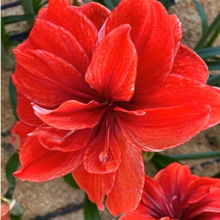 【新到现货】荷兰进口洋朱顶红种球 HW-6952 新品种