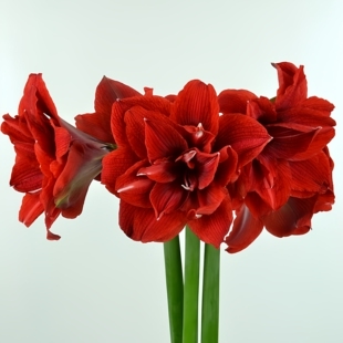 【新到现货】荷兰洋朱顶红种球樱桃妮芙大红重瓣艳丽年宵花