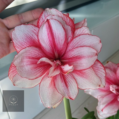 秘鲁进口朱顶红种球蒂卡梦幻