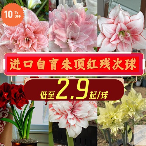 【现货限量清仓特惠】进口自育朱顶红种球根残次球可阳台盆栽种植