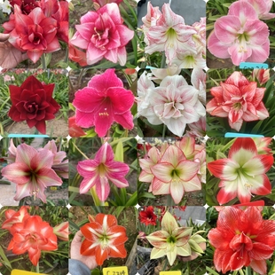 【现货】朱顶红种球杂交朱顶红种球自基地杂交混球多色可选