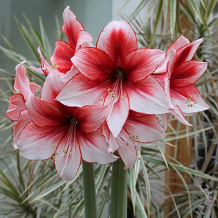 【新到现货】荷兰进口洋朱顶红种球 诱惑Temptation 很好看