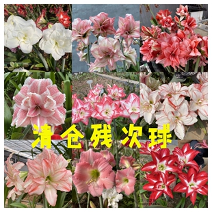 【现货】荷兰南非秘鲁进口洋朱顶红种球清仓自然球尾货残次球