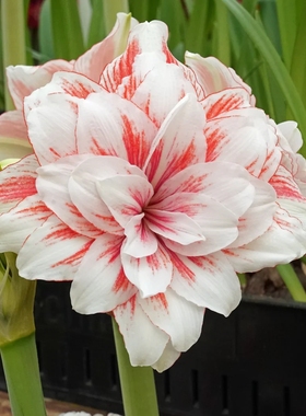 【新到现货】荷兰进口洋朱顶红种球玛德琳公主Princess Madeleine