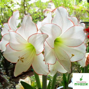 【新到现货】荷兰进口洋朱顶红种球 花边石竹 Picotee 白花红边