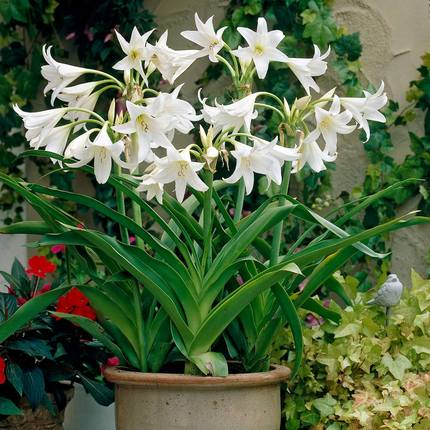 【现货】荷兰进口香殊兰文殊伞种球Crinum powelli Alba,鲜花速递/花卉仿真/绿植园艺,种球/裸根,淘宝优惠券,粉丝福利购,淘宝优惠卷