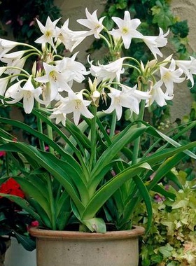 【现货】荷兰进口香殊兰文殊伞种球Crinum powelli Alba