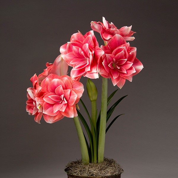 重瓣朱顶红双梦瓣化很好值得推荐