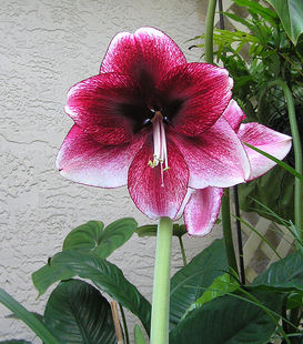 【新到现货】荷兰进口朱顶红种球 达芙妮 Daphne 特大花强烈推荐