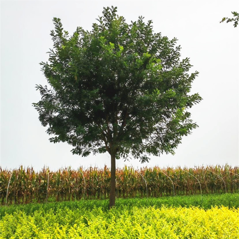 国槐树苗庭院道路行道树大型绿化速生国槐苗小苗南北方种植风景树