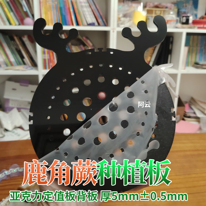 鹿角蕨挂板亚克力板种植板上板背板定植鹿角板植墙面绿植