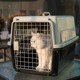 宠物行李箱 猫包外出便携大容量猫咪太空舱背包大容量航空箱手提式