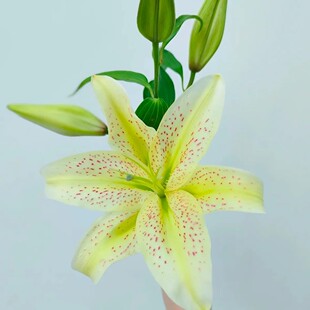 【老虎沐恩】云南基地鲜花瓶插水养香水百合新鲜多头直发大头水培