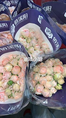粉橙色多头玫瑰花迪奥鲜切花家庭室内插花鲜花海葵系