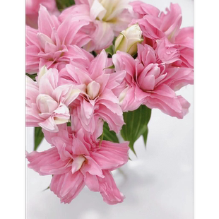 戴安娜粉蝶重瓣香水百合鲜花淡香云南基地