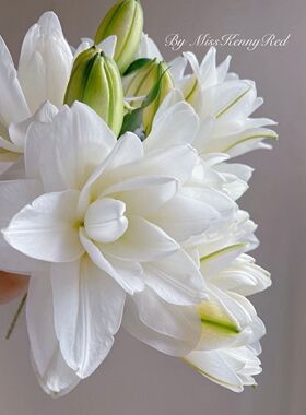 重瓣百合A级三头暴风雪10支大花苞奶黄色整体奶油质感淡淡幽香