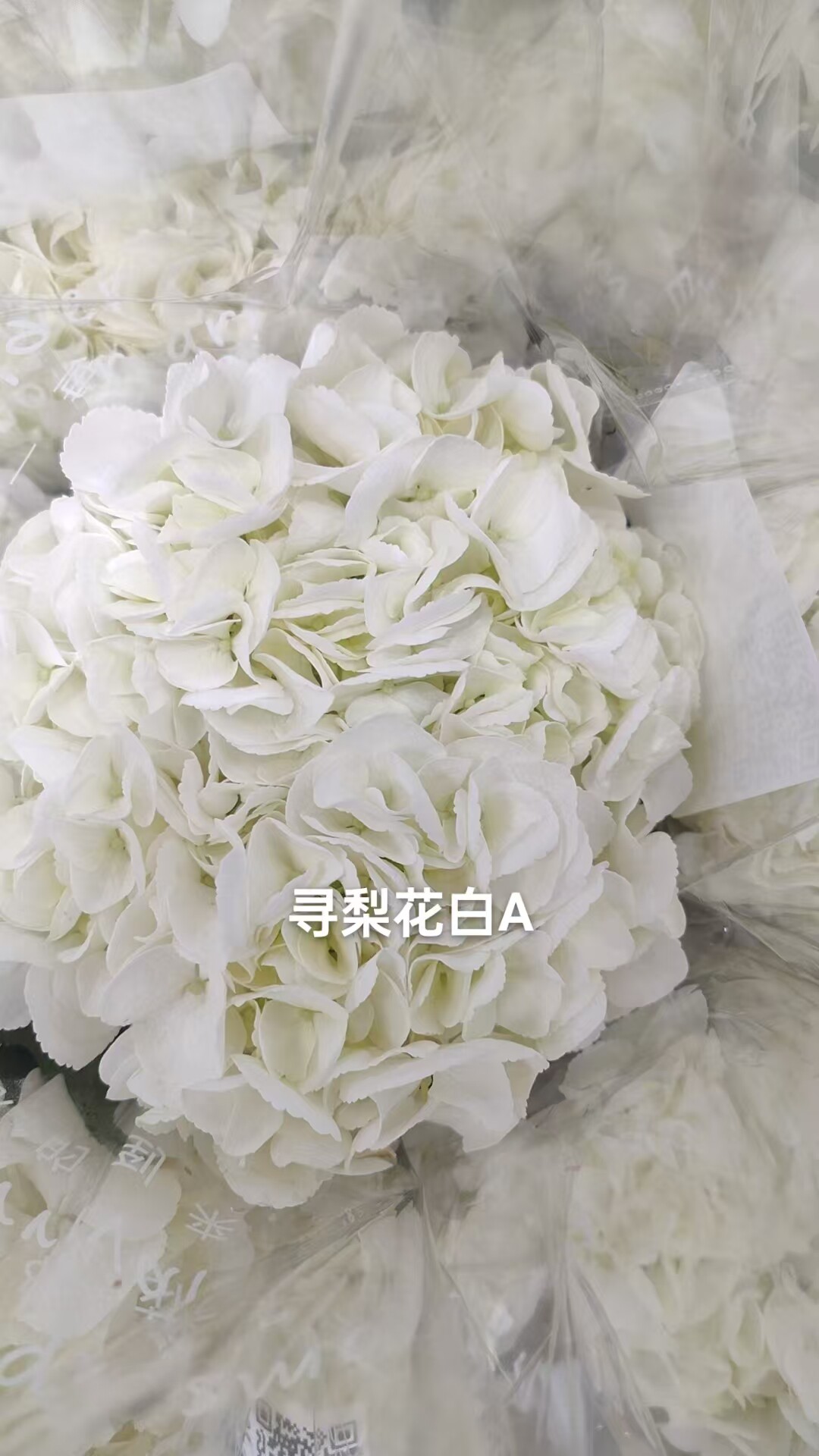 寻梨花白绣球花鲜切花白色绣球