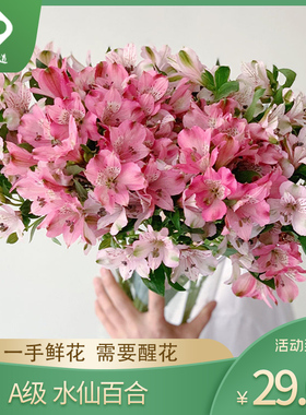 A级水仙百合10支各颜色统一链接深紫色白色浅粉色黄色深粉色