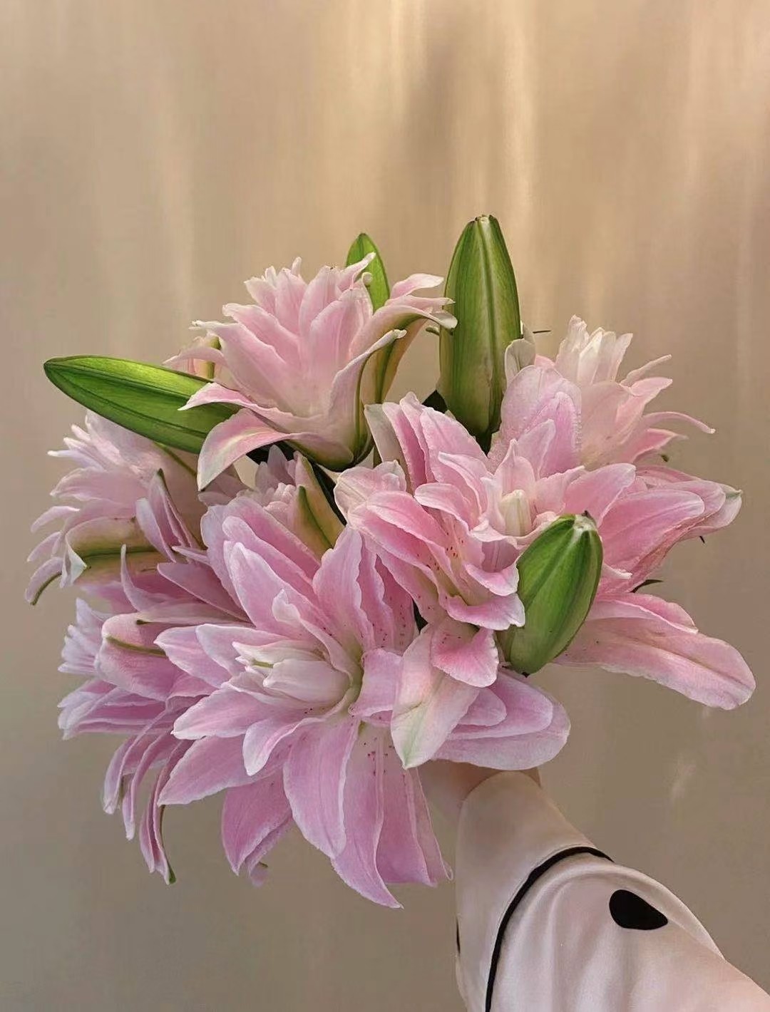 粉色重瓣百合也叫莲花雅致，一扎10枝