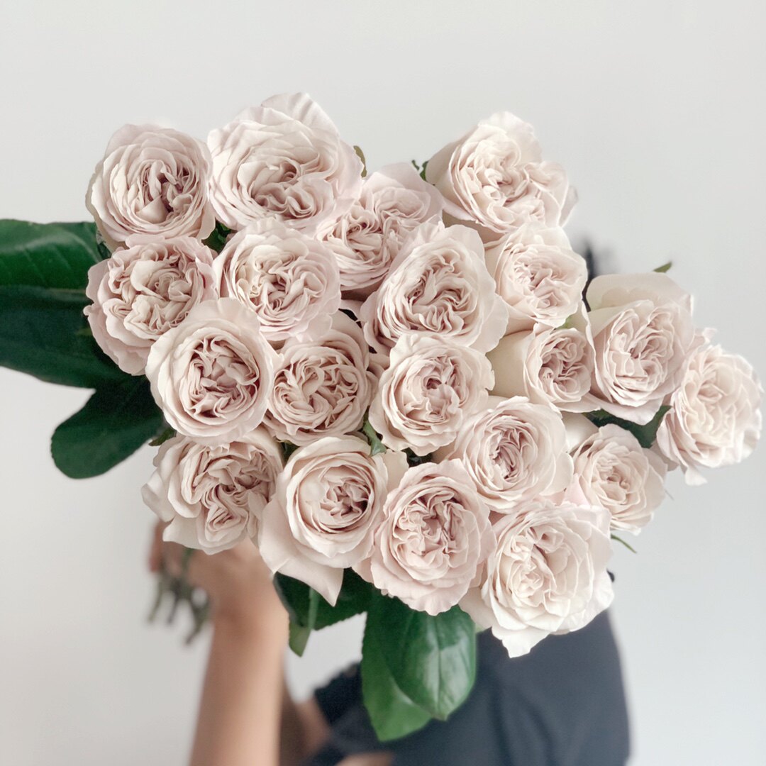 玫瑰高冷灰色系貂蝉玫瑰奥斯汀花型10枝装