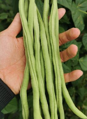 5斤新鲜蔬菜豆角无筋现摘