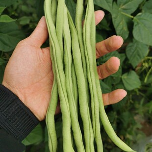 新鲜蔬菜豆角无筋豆四季豆角小金豆云南架豆王现摘厨房炒菜