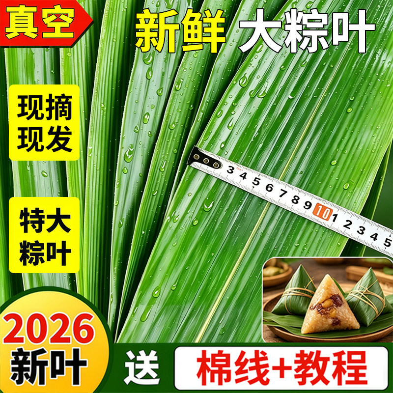 粽子叶棕叶免邮新鲜端午节批发商粽叶