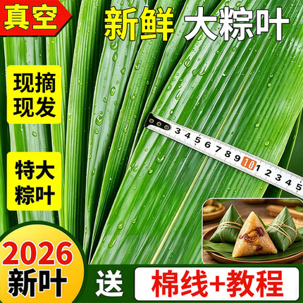 粽子叶棕叶免邮新鲜端午节批发商用大粽叶包粽子正宗干粽叶鲜粽叶