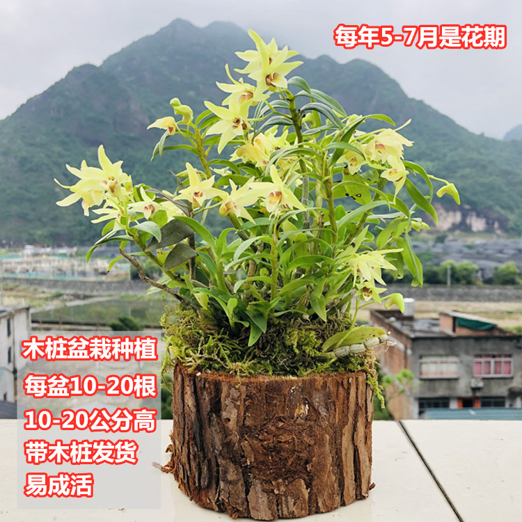 木桩种植可以吃的绿植