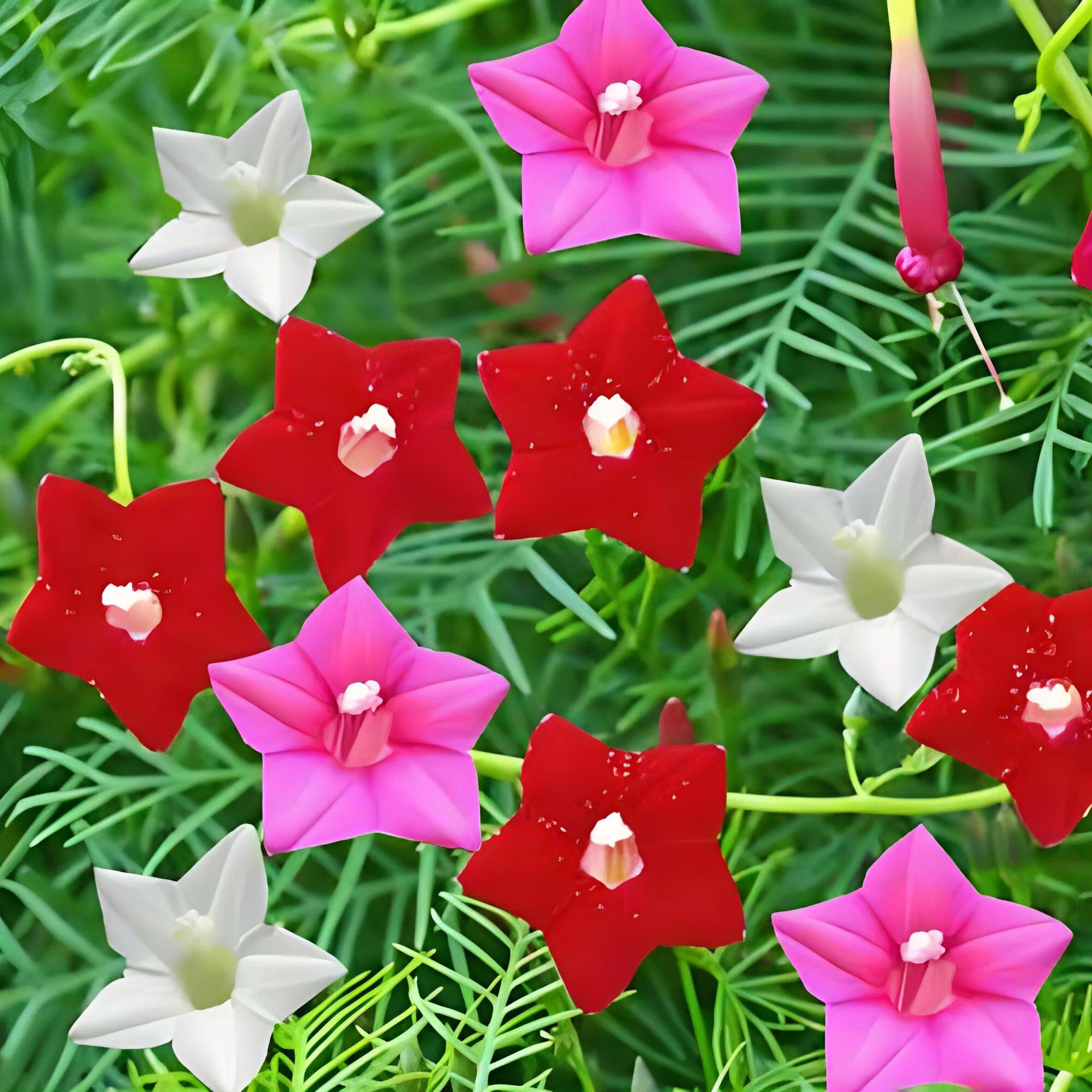 羽叶茑萝花种子四季易种庭院阳台盆栽爬藤攀援植物五角星花种籽子