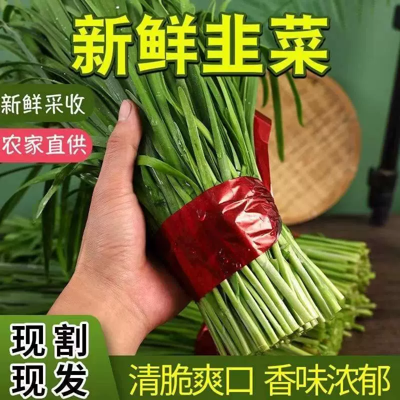 苏北农家露天新鲜蔬菜红皮本土小韭菜现挖现卖无农药化肥