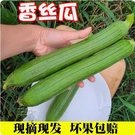 苏北特产新鲜蔬菜露天种植香丝瓜短肉丝瓜可爆炒炖汤现摘3~5斤装