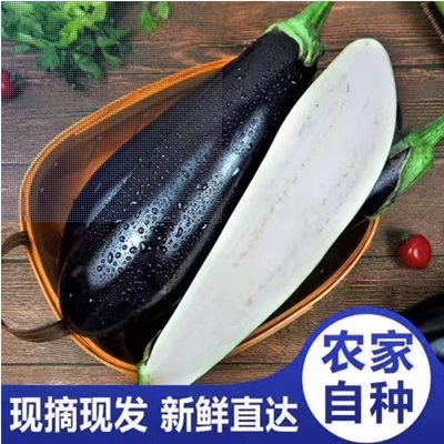 苏北特产农家田园新鲜绿色蔬菜紫皮长茄子现摘现卖无坏果