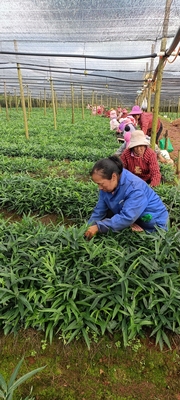 种苗黄精岸登安包活优质种苗