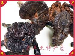 野山品大灵芝250g紫芝粤北韶关始兴肉厚