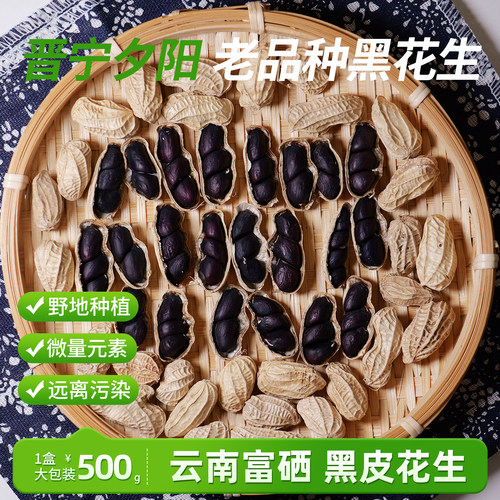 云南晋宁夕阳黑花生花青素含硒精品礼盒包装2025年新货农家自种
