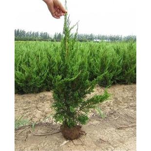 绿化苗木龙柏小苗 小龙柏 龙柏球 四季常青龙柏树苗龙柏盆景