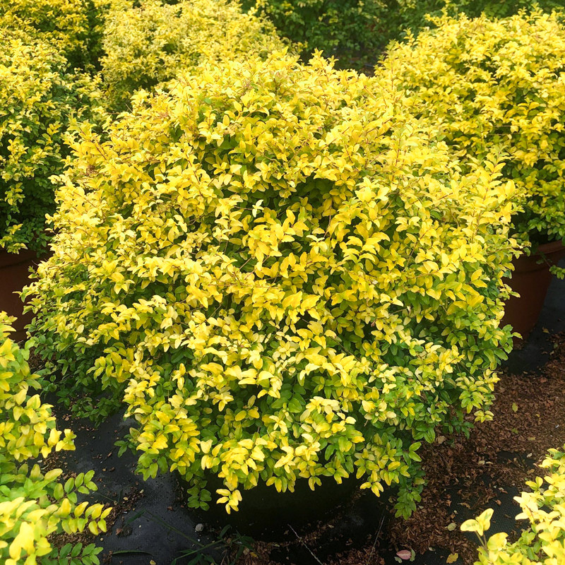 罗曼的花园金叶亮金女贞球川滇蜡树棒棒糖亮晶盆栽苗庭院常绿耐寒